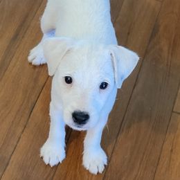 Rose - Jack Russell Terrier