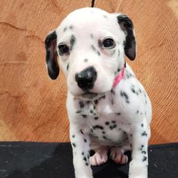 Girl 2 - Dalmatian puppy in Sturgis, South Dakota from Anthony's Dalmatians