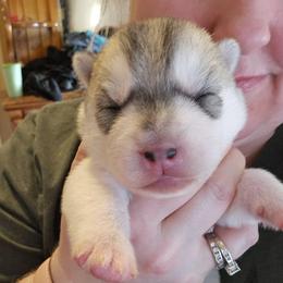 Lucky - Gray and white male Siberian Husky puppy in Le Sueur, Minnesota from Tevana Siberians LLC