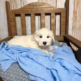 Simon - Wheaten male Miniature Schnauzer puppy in Macks Creek, Missouri from Fluffy Buttz