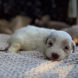 Meadow - Wheaten female Miniature Schnauzer puppy in Charlotte, North Carolina from Golden Leaf Kennels LLC