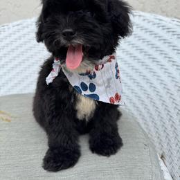 Oreo - Black male Goldendoodle puppy in Davie, Florida from Daviegoldendoodles
