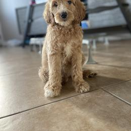 Aussiedoodle and Goldendoodle Puppies from Cuddly Doodles