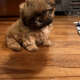 "From previous litter" Shih Tzu Puppies from Between The Creeks Farmstead