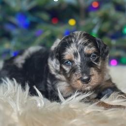 Statler Wright - Blue merle male Aussiedoodle puppy in Lancaster, Minnesota from Finney Ranch