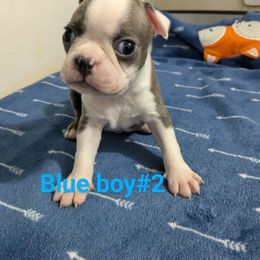 Boston Terrier Puppies from Maplecrest's Boston Terriers