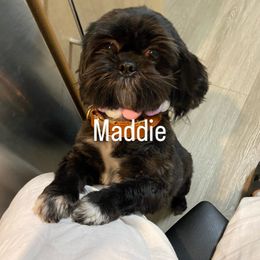 Maddie - Shih Tzu