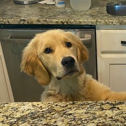 Golden Retriever Puppies from GameChanger Golden Retrievers