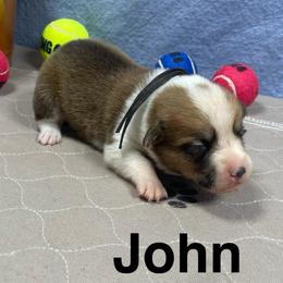John - Red male Pembroke Welsh Corgi puppy in Apison, Tennessee from Ashmore Corgis