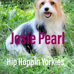 Yorkshire Terrier Puppies from Hip Hoppin Yorkies