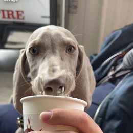Weimaraner Puppies from North Georgia Weims