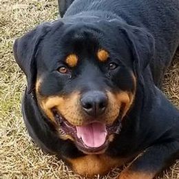 Rottweilers from Iron Duke Brown