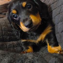Snuggles - Black and tan female Dachshund puppy in Jackson, Tennessee from BlackPine Kennels