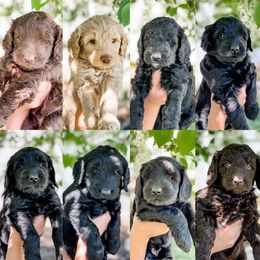 Australian Labradoodle Puppies from Utah Labradoodles
