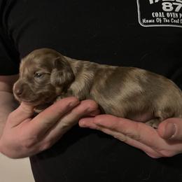 Almond - Dapple female Dachshund puppy in Gainesville, Florida from Mini Dots Mini Dachshunds