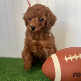 Pepper - Red  male Poodle puppy in Springtown, Texas from North Texas Puppies