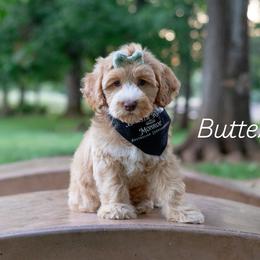Buttercup - Caramel female Australian Labradoodle puppy in Redding, California from Shasta Royal Monroe Puppies