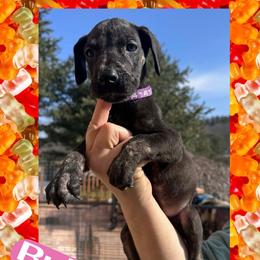 Ruby - Black female Great Dane puppy in Wellsville, New York from Prophecy Danes
