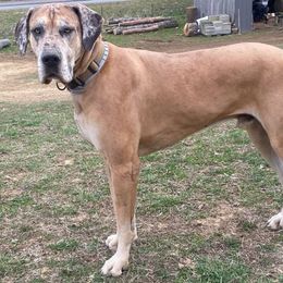 Panzer - Great Dane