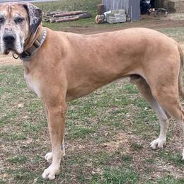 Panzer - Great Dane