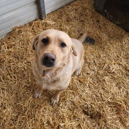 Pluto - Labrador Retriever