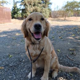 Sunny - Golden Retriever