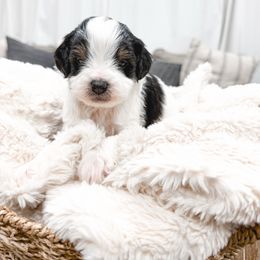 Orange - Black tri-color male Aussiedoodle puppy in Slc, Utah from Timp Doodles