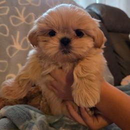 Ash - Gold female Shih Tzu puppy in Surprise, Arizona from Ashlee's Shih Tzus