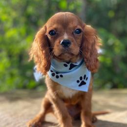 Melvin - Ruby male Cavalier King Charles Spaniel puppy in Crawford, Tennessee from Lilly Lane Spaniels