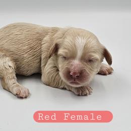 Red Female - Buff and white female Cockapoo puppy in Mocksville, North Carolina from Hunting Creek Farms