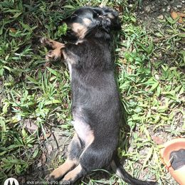 Dachshund Puppies from Miami piebald Dapple Dachshunds