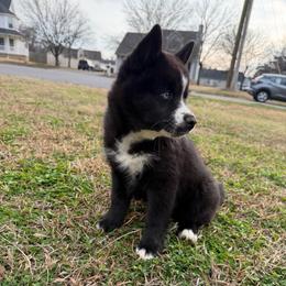 Aveline - Black and white female Pomsky puppy in La Vergne, Tennessee from Atencio Pomsky