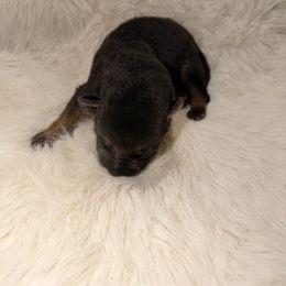 Boy 1 - Black and red male German Shepherd puppy in Hollis Center, Maine from Noble German Shepherds of Maine