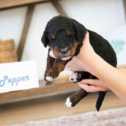 Dr. Pepper - Phantom male Poodle puppy in Mesa, Arizona from Desert Doodles