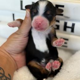 Paul - Tri-color male Bernedoodle puppy in Yuciapa, California from AlltheDoodlez_