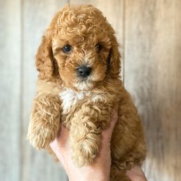Cavapoo and Goldendoodle Puppies from A2Z Doodles