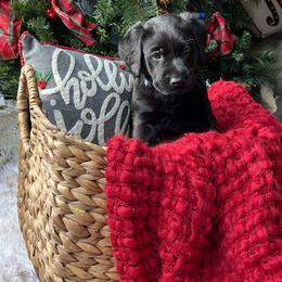 Labrador Retriever Puppies from Mayfield Farm