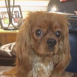 Cavalier King Charles Spaniels from Alane's Cavalier King Charles Spaniels
