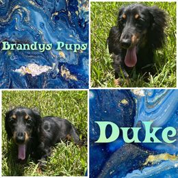 Duke - Dachshund