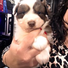 Red Tri Girl - Red tri-color female Miniature American Shepherd puppy in Vivian, Louisiana from Jem Miniature American Shepherds
