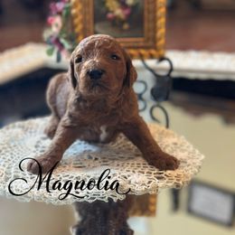 Magnolia - Red  Poodle puppy in Dayton, Texas from Wolfe Island Poodles