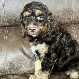 Goldendoodles and Poodles from Weaver Poodles and Doodles
