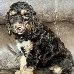 Goldendoodles and Poodles from Weaver Poodles and Doodles