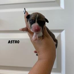 Astro - White and red male Pembroke Welsh Corgi puppy in Red Bluff, California from Wilder Ranch Corgis
