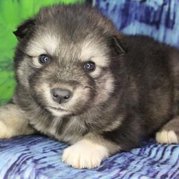 Myst - Purple - Agouti and white female Alaskan Malamute puppy in Independence, Virginia from New River Valley Malamutes