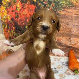 Zelda - Red female Cavapoo puppy in Lebanon, Missouri from Danielle’s Doodles