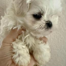 Boy - White male Maltese puppy in San Diego, Temecula, Ontario, California from Yorkie & Maltese Royalty