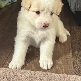 Belgian Malinois, Border Collie, and German Shepherd Puppies from Fairlane Kennels