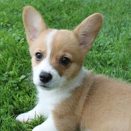 Girl 4 - Red Pembroke Welsh Corgi puppy in Southington, Ohio from Kovar corgis