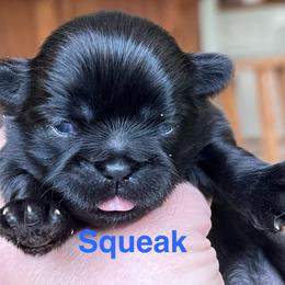 Squeak - Black female Shih Tzu puppy in Bloomfield, Indiana from Meihem Pups